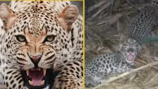 Leopard terror in Una, Himachal, three injured in attack – leopard attack in una himachal pradesh three injured