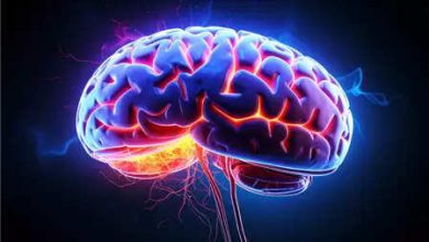 Premature menopause may have a negative impact on heart and brain health: study