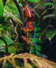 Learn the science of chameleon color change!