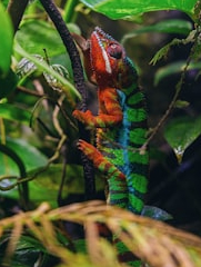 Learn the science of chameleon color change!