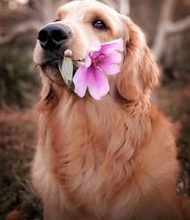 Which pet is the first choice in pet-friendly countries?