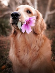 Which pet is the first choice in pet-friendly countries?