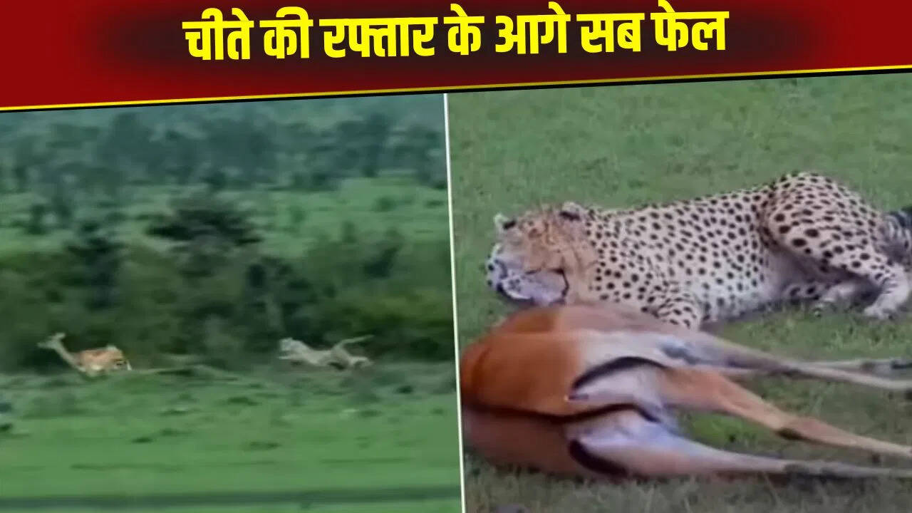The deer’s move failed before the leopard’s speed, the hunter completed the game in just 22 seconds