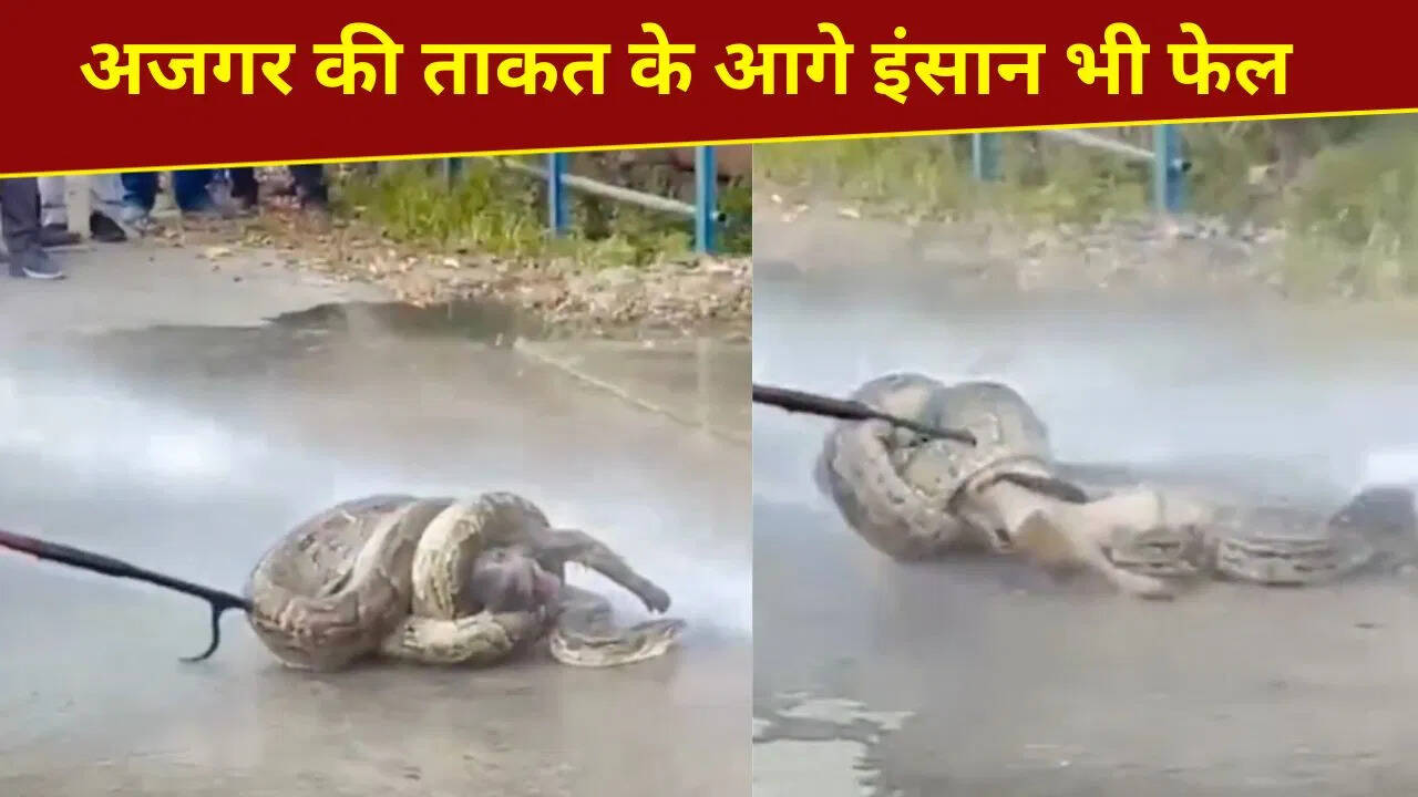 The power of the python … it caught its prey like this, did not release it, even after millions of attempts, see VIDEO