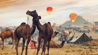 Rajasthan: Pushkar fair from today, security arrangements tight; International artists to perform – the famous international Pushkar fair in Ajmer begins on Wednesday