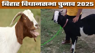 Why are goats being discussed in Bihar elections? Is the buck sold with the green belt? Understand its meaning in simple words – bihar assembly election 2025 political satire rumors and gossip are going on in full force in bihar elections