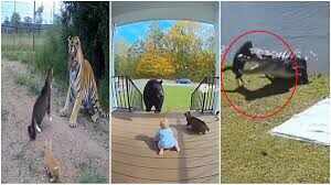 The cat defeated the crocodile, tiger and bear, you won’t believe your eyes after watching the viral video