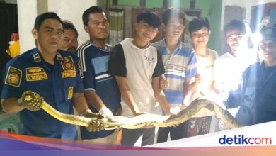 Residents in Bogor saw the fire when they saw a cat wrapped around a snake