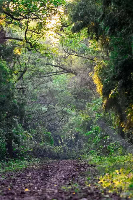 India has reached the 9th place in the world in terms of forest area, remained at the 3rd place in the annual growth of forest area.