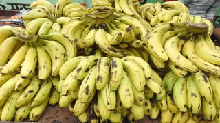 Banana price: Banana will be expensive on Chhath, farmers suffer huge losses due to waterlogging and natural calamities – banana price hike puja to see expensive bananas due to crop damage