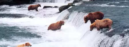 Slovenians are calling on the government to curb the growing population of brown bears