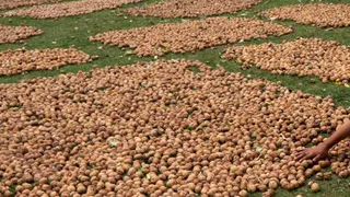Rise in prices of Kashmiri walnut, US tariff is unbelievable, golden opportunity for producers of Uri region – Kashmiri walnut price rises our tariffs benefit uri farmers
