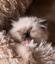 Why do some animals sleep for a few days in winter?