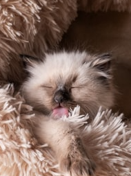 Why do some animals sleep for a few days in winter?
