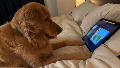 VIDEO: Dog caught smartphone fever, started doing such things with mobile phone that people said – ‘Now that’s left to see’