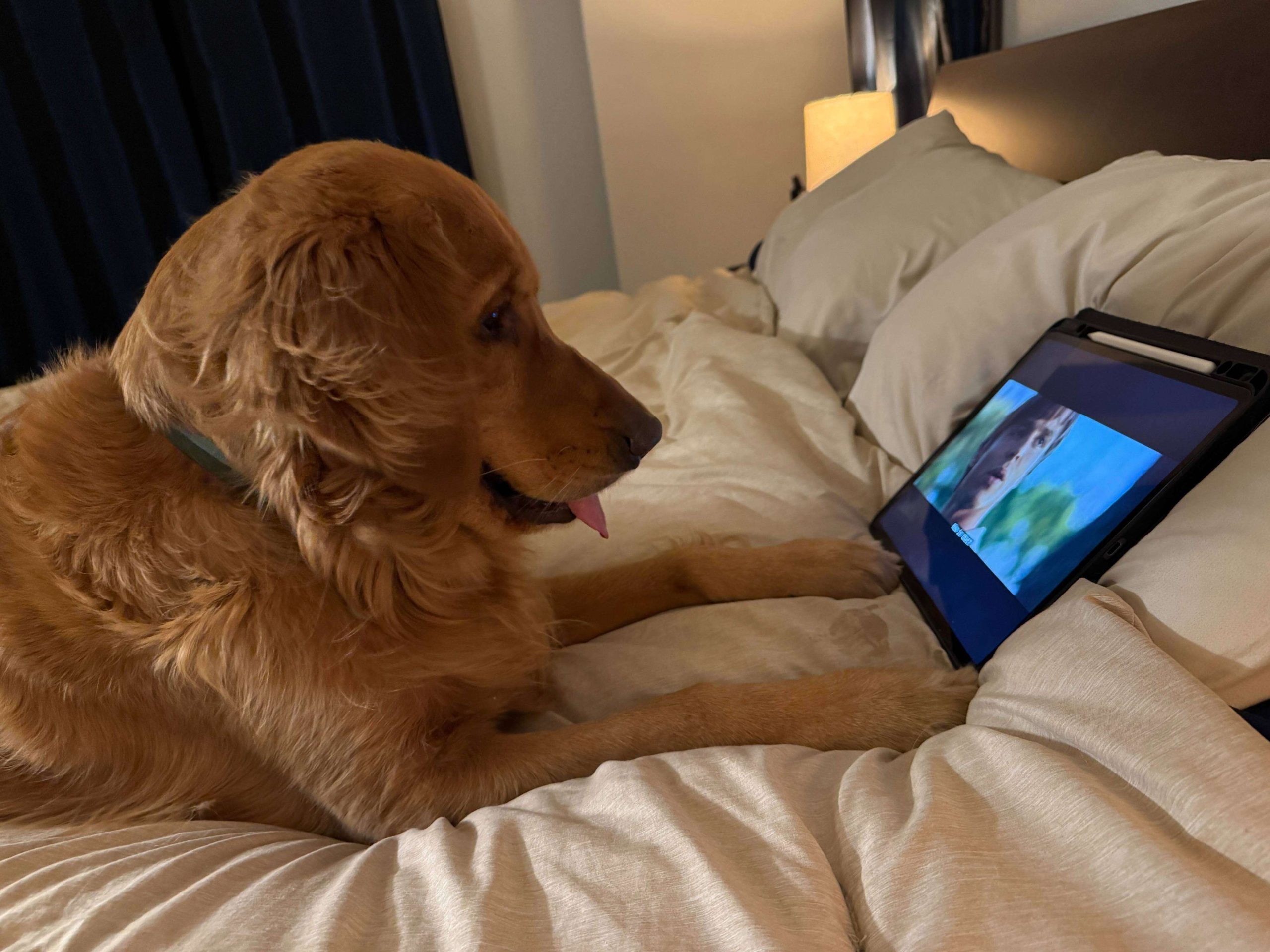 VIDEO: Dog caught smartphone fever, started doing such things with mobile phone that people said – ‘Now that’s left to see’
