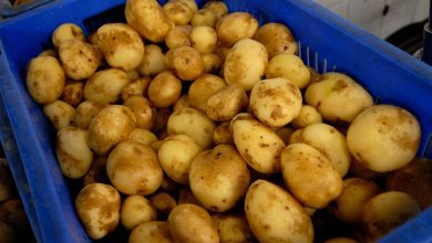 How Capacity Expansion, Proximity to ASEAN Drive Potato Export Boom