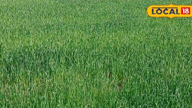 Raebareli News: If you want a good crop of wheat, then use this scientific trick, the yield will be poorer.