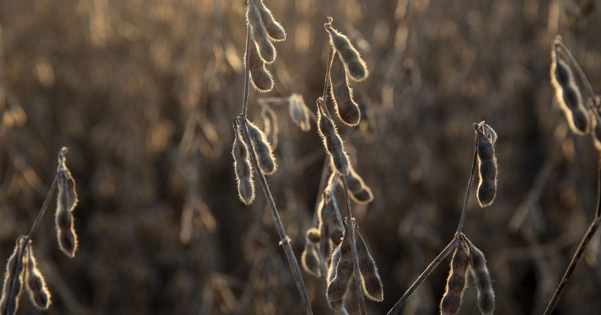 The price of soybeans rises on renewed hopes of a US-China deal