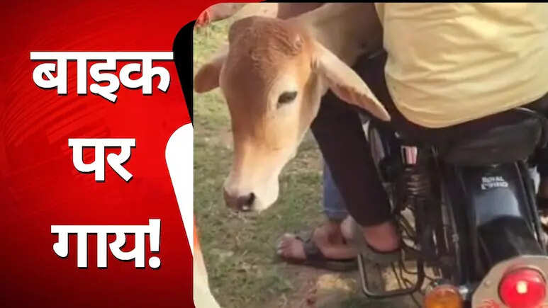 Unique passion of cow service, youth took sick cow to hospital on bicycle, video goes viral