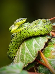 How does a snake without ears hear sounds?