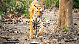 Enjoy the roar of the tiger and the trumpeting of elephants in Amangarh Tiger Reserve from this date preparations to start gypsy safari – bijnor news preparations are underway to offer gypsy safaris for tourists in Amangarh Tiger Reserve learn about its s