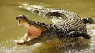 Panic among people due to presence of crocodile near compound school in Chandauli – crocodile spotted in Chandauli villagers fear for safety