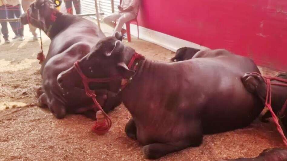 Video of modern buffalo goes viral, request to give up fodder and eat burger creates a stir on social media