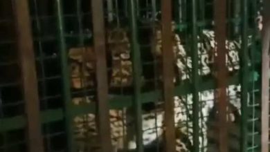 Panther terror in this village of Rajasthan, entered the settlement and attacked, causing stampede among the villagers