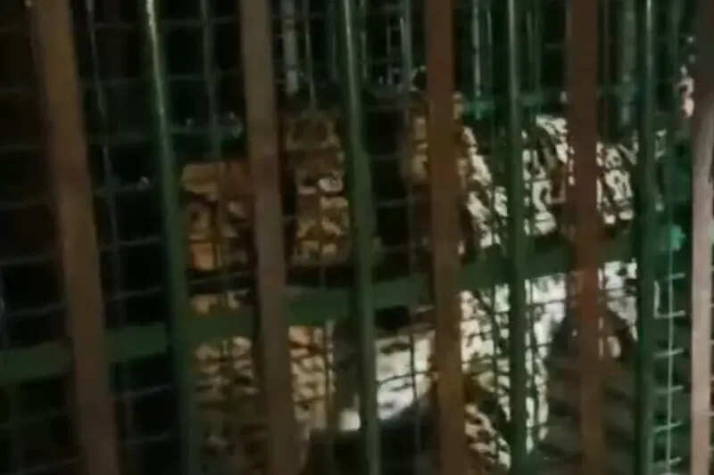 Panther terror in this village of Rajasthan, entered the settlement and attacked, causing stampede among the villagers