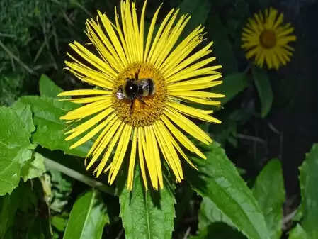 Pushkarmool is beneficial in pain and swelling, its use will cure diseases