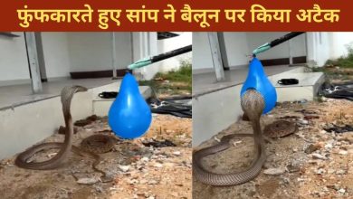 The snake mistook the balloon for his enemy, then look what he did as he hissed; VIDEO will surprise you