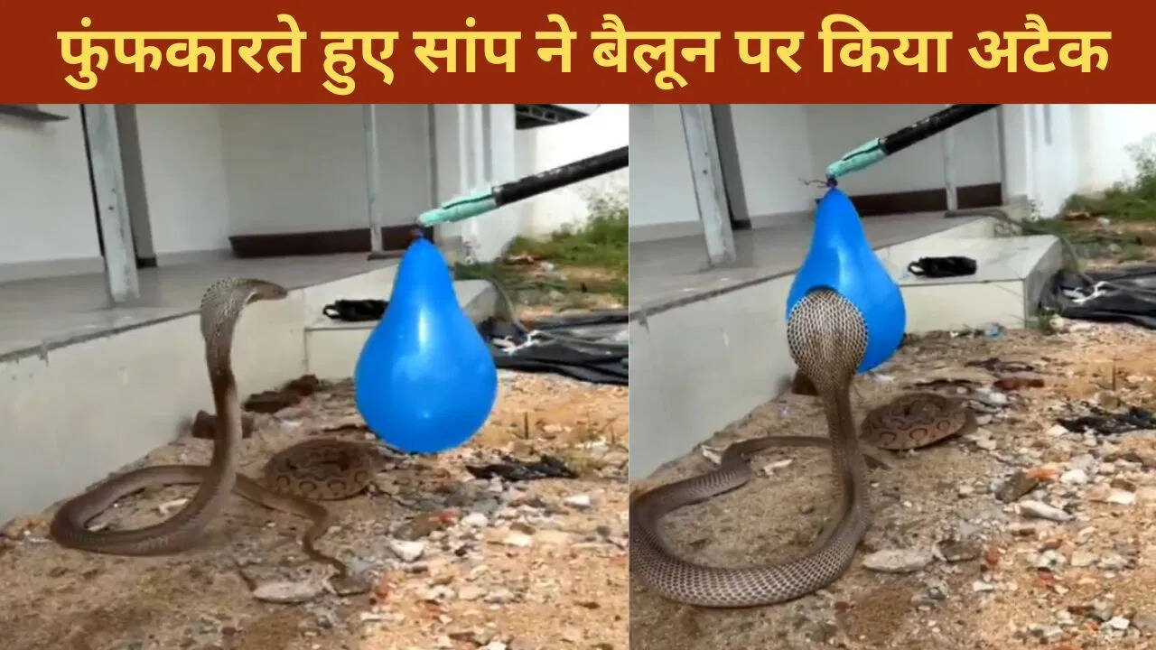 The snake mistook the balloon for his enemy, then look what he did as he hissed; VIDEO will surprise you