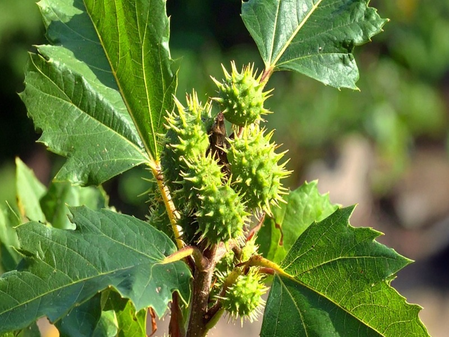 It’s not a weed, it’s a medicine! Know the Medicinal Properties of ‘Sankhahuli’