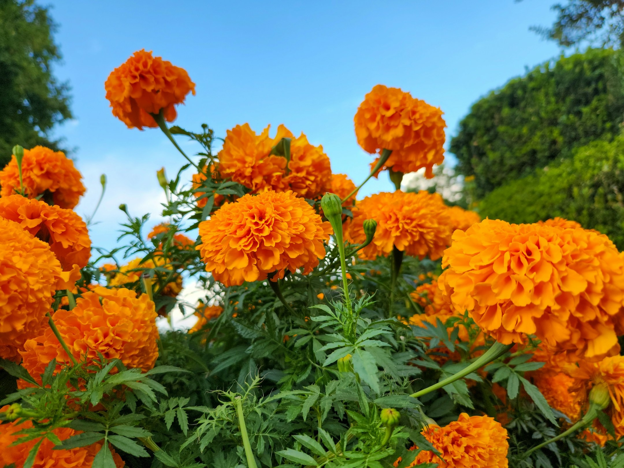 Use Marigold, keep your body happy!