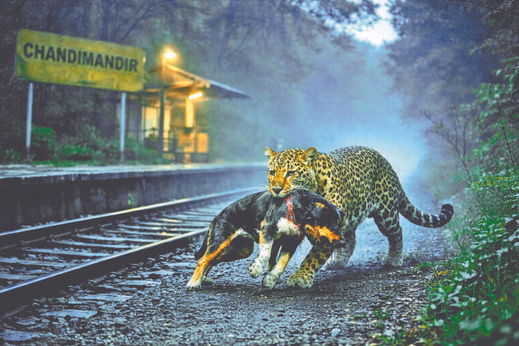 Leopard Kills Dog Near Chandimandir Railway Station, Panic Grips Public - Panchkula News