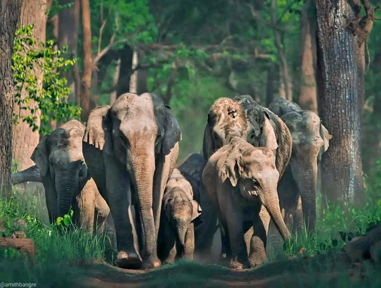 झारखंड:हाथियों के हमले में महिला सहित चार की मौत, पिछले पंद्रह दिनों में 18 ने गंवाई जान - Jharkhand Elephant Attack Killed Many Total Eighteen Died In Last Half Month