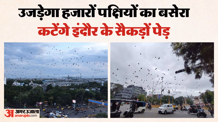 Indore News:उजड़ेगा हजारों पक्षियों का बसेरा, कटेंगे इंदौर के सैकड़ों पेड़, ऑक्सीजन जोन खत्म होगा - Indore News Citizens Protest Against Cutting Of Trees For Metro Station At Rani Sarai Regal Square