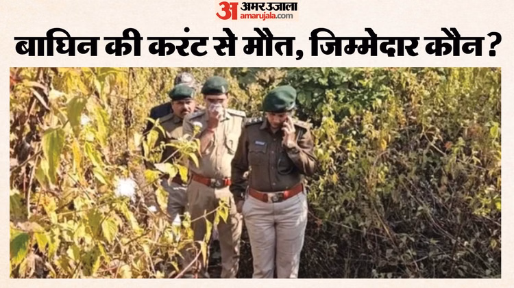 Young Tigress Found Dead Due To Electrocution In Mandla - Madhya Pradesh News