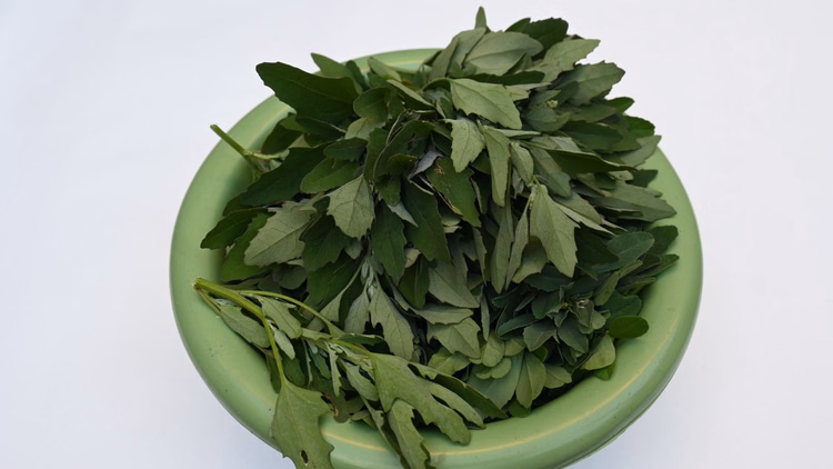 Bathua Recipes:बथुए से क्या-क्या बनाया जा सकता है ? यहां जानें 3 आसान रेसिपी - 3 Delicious Bathua Recipes To Try That Boost Taste And Healthy Winter Diet Bathua Se Banne Wali Recipe