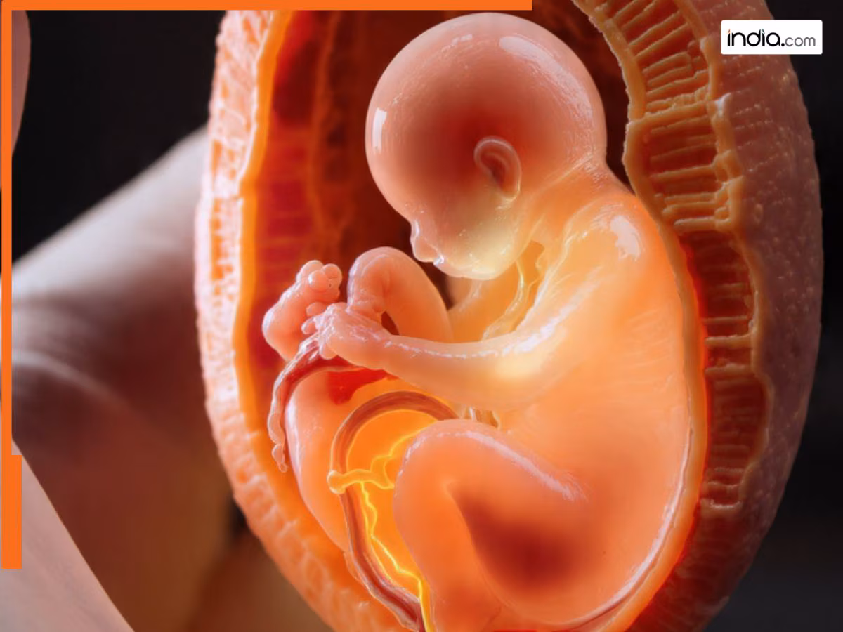 चीन ने बनाया मिनी गर्भ थ्री-डी मॉडल, बच्चे पैदा करना नहीं, तो फिर क्या है मकसद