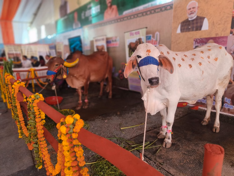 कृषक कल्याण वर्ष-2026 के शुभारंभ:पशुपालन एवं डेयरी विभाग की प्रदर्शनी में पुंगनूर नस्ल की गाय बनी आकर्षण - Launch Of Farmer Welfare Year-2026: Punganur Breed Cow Becomes The Center Of Attraction At The Animal Husbandr