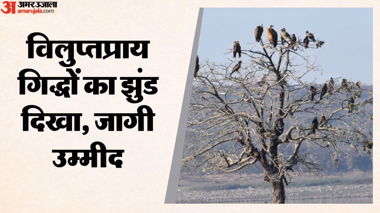 A Flight Of Hope In The Sanjay Tiger Reserve Area, A Large Group Of Vultures Was Seen In Sidhi's Thonga. - Madhya Pradesh News