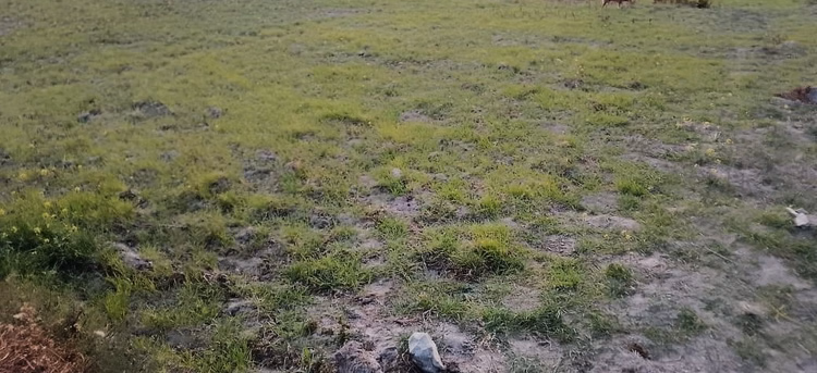 Uttarakhand:बारिश न बर्फबारी...प्रदेश की आर्थिकी पर पड़ने लगी भारी, बनने लगे सूखे जैसे हालात - Uttarakhand: Neither Rain Nor Snowfall Lack Of Precipitation Is Starting To Have A Severe Impact On The State'