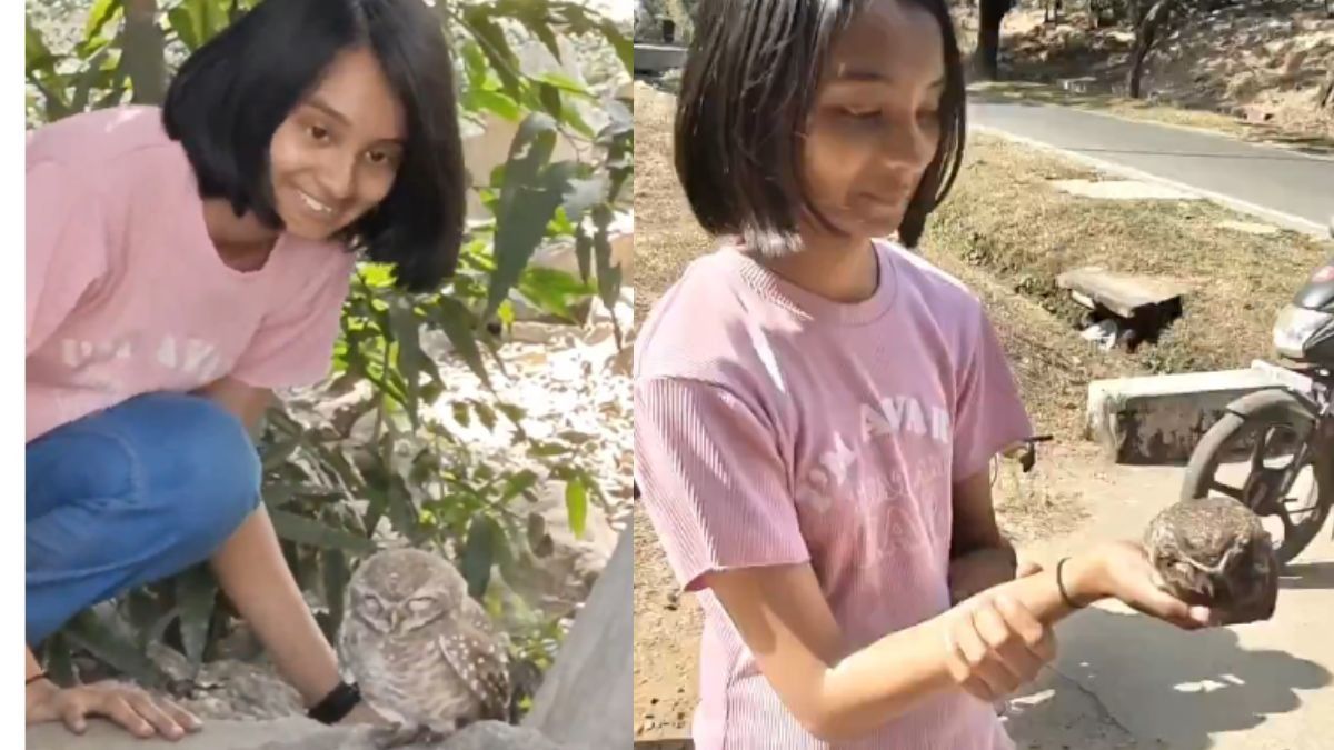 अकेली बच्ची और आवारा कुत्तों का पूरा झुंड! देखिए कैसे 'नन्हीं परी' ने अपनी जान दांव पर लगाकर बचाई उल्लू की जान