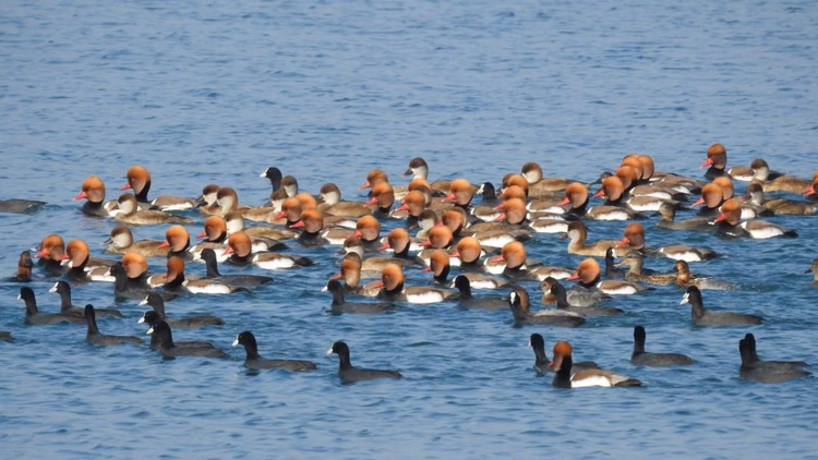 Sirmaur:आसन बैराज में 46 प्रजातियों के 5000 परिंदों का डेरा, वन विभाग में 'मेहमानों' की सुरक्षा का अलर्ट - Sirmaur: Five Thousand Birds Of 46 Species Have Set Up Camp At Asan Barrage.