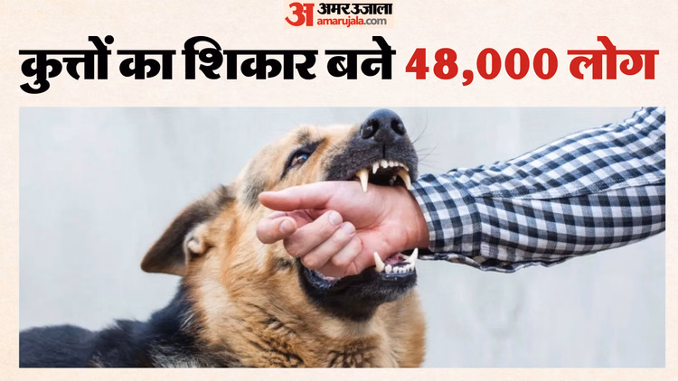 Indore News:शहर में कुत्तों का खौफ, एक साल में 48 हजार लोगों को शिकार बनाया - Indore News Stray Dog Bite Cases In Indore Reach 48000 In One Year At Lal Hospital