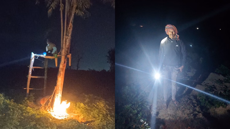 किसानों का दर्द:एक हाथ में टॉर्च... दूसरे में लाठी, सर्दी में फसल बचाएं या जान; छुट्टा पशुओं से हैं परेशान - Farmers Troubled By Stray Animals They Are Spending The Cold Nights In The Fields In Budaun