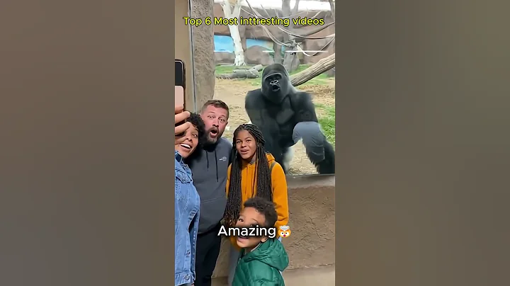 When This Girl Starts Dancing 🤯Gorilla Does the UNBLIEVEABLE