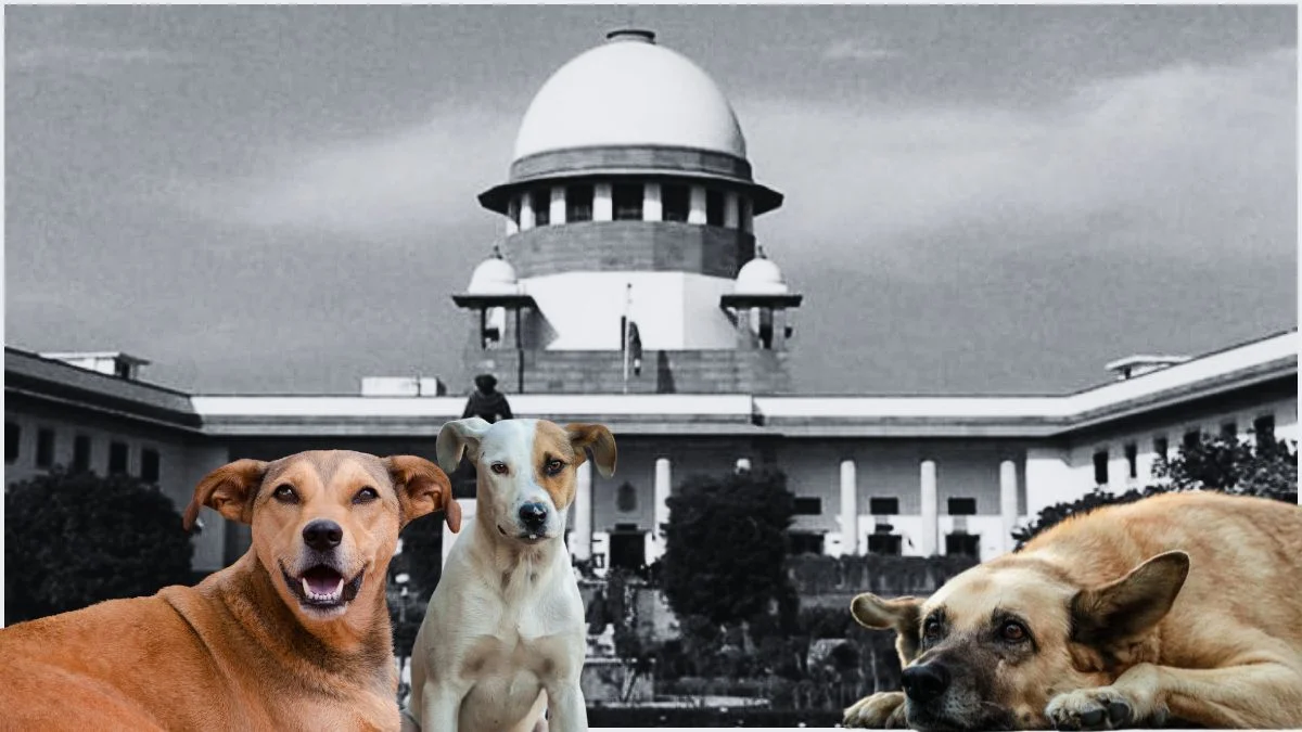 Take them home Supreme Court asks those who feed stray dogs warns state governments of heavy fines-'इन्हें अपने घर ले जाओ', सुप्रीम कोर्ट ने आवारा कुत्तों को खाना खिलाने वालों से पूछा सवाल, राज्य सरकारों को भारी जुर्माने की चेतावनी | Jansatta